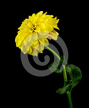 Gelbe Dahlie auf einem schwarzen Hintergrund photo