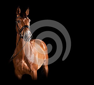 Gelding against black background