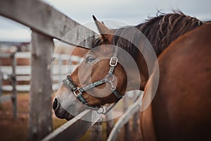 Gelding horse with blue eyes in halter in paddock near fence in daytime in autumn