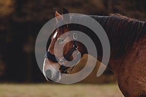 Gelding horse with blue eyes and white spot on forehead in autumn