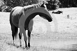 Gelding horse closeup in farm field by pond water