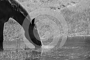Gelding horse drinking water closeup during summer on farm
