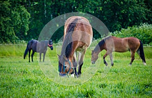 Gelding horse in the field in the summer landscape