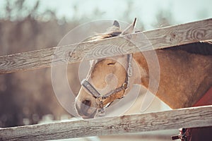 Gelding horse in halter sleeping in paddock in daytime