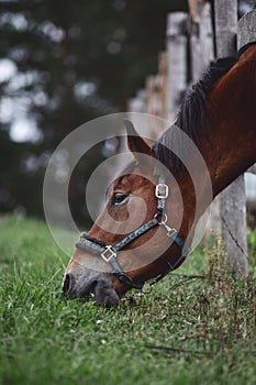 Gelding horse leaning out from fence and eating grass near paddock in autumn