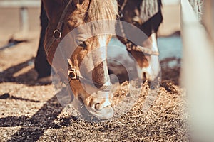 Gelding and mare horses in halters in herd eating hay