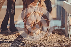 Gelding and mare horses in halters in herd eating hay in paddock