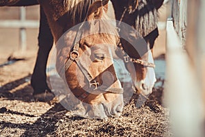 Gelding and mare horses in halters in herd eating hay in paddock in spring