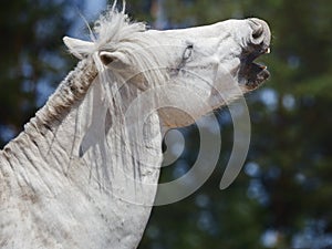 Gelding pony biting