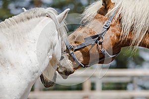 Gelding pony biting gelding horse in herd