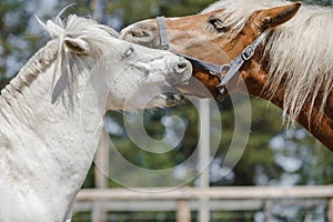 Gelding pony biting gelding horse in herd