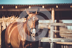 Gelding sport horse with white line on face with tongue out