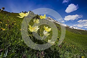 Gele alpenanemoon, Pulsatilla alpina subsp. apiifolia photo