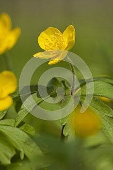 Gele anemoon Yellow Anemon, Anemone ranunculoides