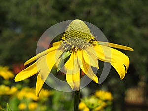 Gele bloem in park in de stad Ystad