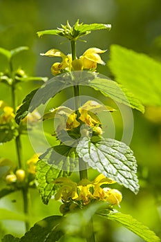 Gele dovenetel, yellow archangel, Lamiastrum galeobdolon subsp.