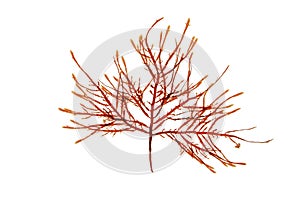 Gelidium sesquipedale red algae or rhodophyta isolated on white. Transparent png additional format. photo