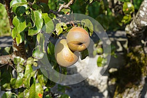 Gellert\'s Butterbirne, variety of green pear fruit, captured on the tree among lush foliage.