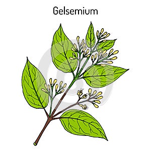 Gelsemium elegans, medicinal plant