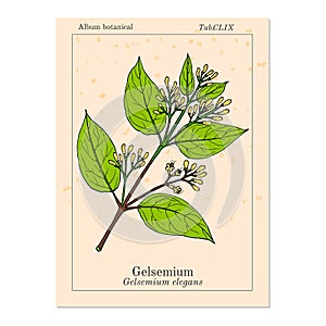 Gelsemium elegans, medicinal plant