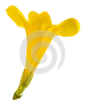 Gelsemium sempervirens flower