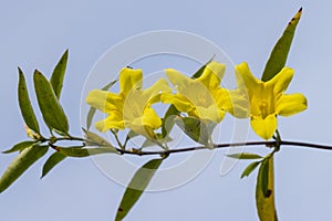 Gelsemium sempervirens yellow flowers