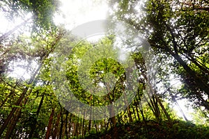 Gem Mountain Forest, Hangzhou