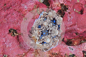 Gem nudibranch on pink rock photo
