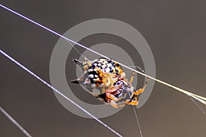 Gem Spider in Victoria Australia