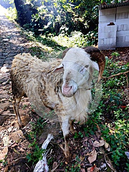 a gembel sheep which is a local type of sheep that is widely bred in Indonesia. has curly and rather long fur. photo