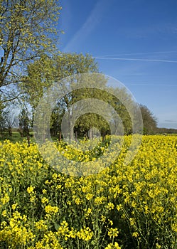 Gemeente Rondevenen, Municipality Rondevenen