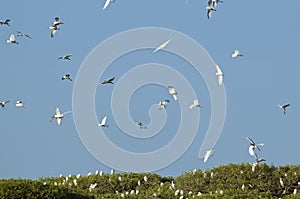 Gemengde groep reigers, Mixed group egrets