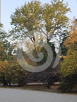 Gemini trees in late autumn garden