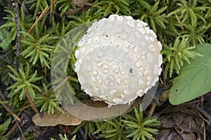 Gemmed Amanita Amanita gemmata coming up through a bed of moss