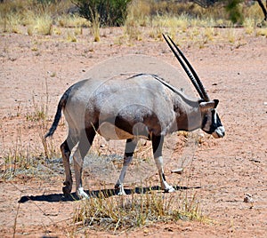 Gemsbock or gemsbuck Oryx gazella