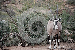 Gemsbok