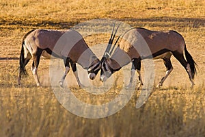 Gemsbok