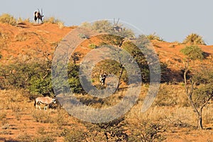 Gemsbok photo