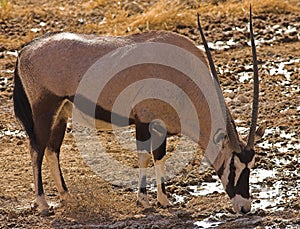 Gemsbok