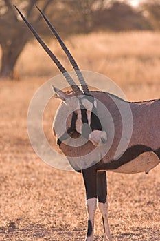 Gemsbok