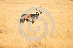 Gemsbok photo