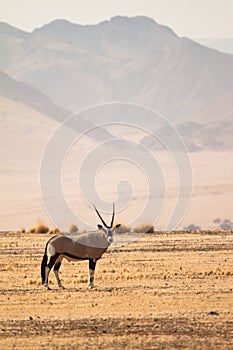 Gemsbok photo