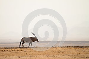 Gemsbok photo