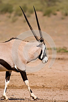 Gemsbok