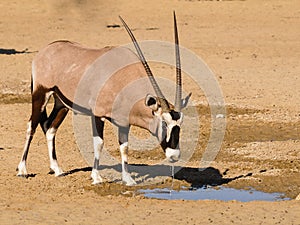 Gemsbok