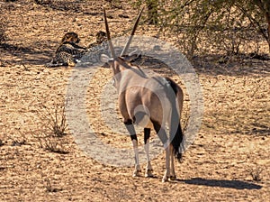 Gemsbok