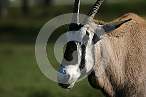 Gemsbok