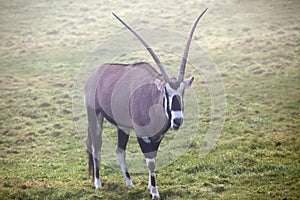 Gemsbok