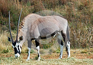 Gemsbok photo