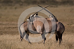 Gemsbok